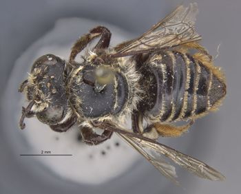Media type: image;   Entomology 16201 Aspect: habitus dorsal view